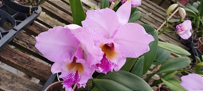 Lc. Beatriz Kunning (touceira)