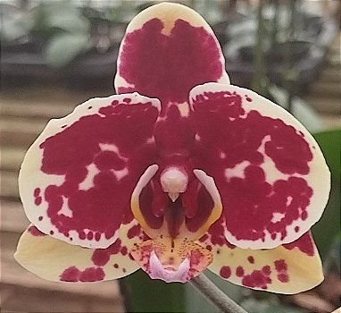 Phalaenopsis Amarela com manchas vermelhas