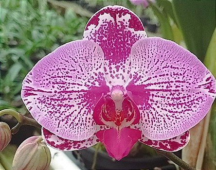 Phalaenopsis Rosa com listras rosas