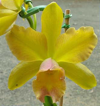 Blc. Waikiki Gold Lea