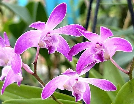 Dendrobium Kingianum