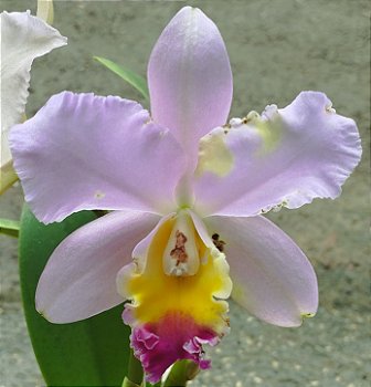 Lc. Tropical Trick x C. Loddigesii tipo