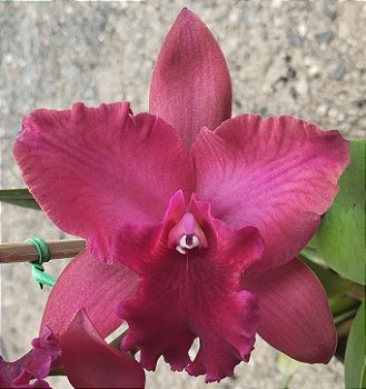 Blc. Ocoset Dark Queen