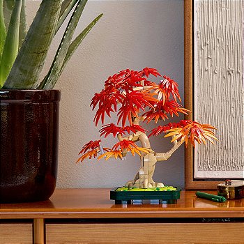 10348 Bonsai de Bordo-japonês Vermelho