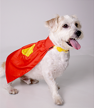 Coleira Krypto com Capa e Pingente - G