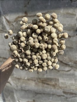 Botão Natural Desidratado - 200 Unidades