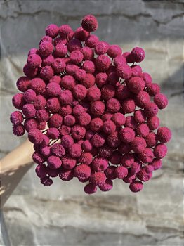 Botão Rosa-Pink Desidratado - 200 Unidades