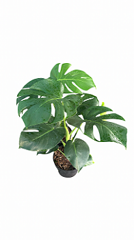 Costela de Adão P20 - Planta Tropical e Sofisticada