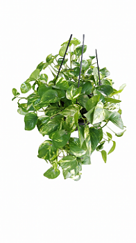 Cesta de Jiboia verde tradicional C21