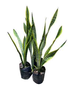 Espada de Santa Bárbara Planta Ornamental