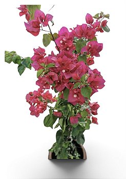 Bougainville Primavera P21 para Jardim