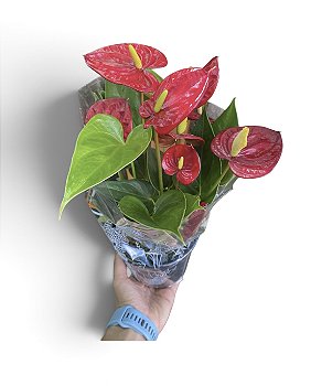 Antúrio Vermelho Planta Decorativa Elegante