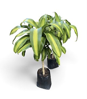 Dracena Pau d'água - Planta para ambientes internos