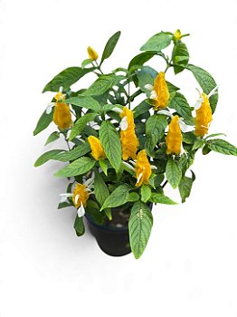 Planta Camarão Amarelo para Jardinagem