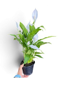 Lírio da Paz Planta para Ambientes Internos