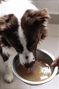 SACHÊ CALDO DE OSSOS HIPERCONCENTRADO