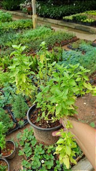 Manjerição Verde Pote 15