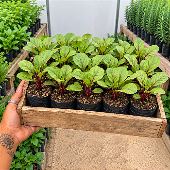 Beterraba Caixa com 15 Mudas para Horta