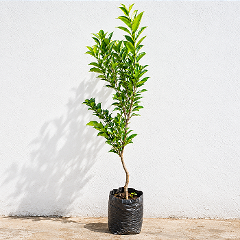 Laranja Lima 1,00 a 1,20 Metro