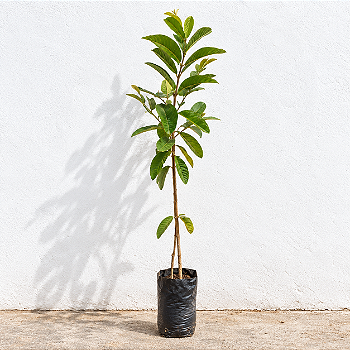 Goiaba Vermelha 90 a 120 cm