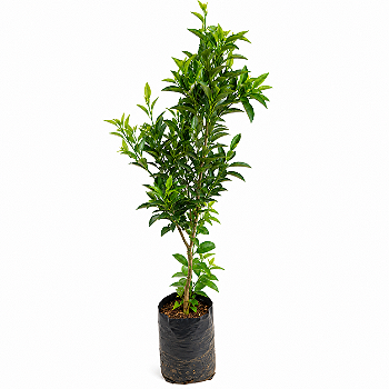 Tangerina Ponkan – 60 a 80 cm