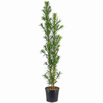 Podocarpo 1,30 a 1,50 m Planta Ornamental