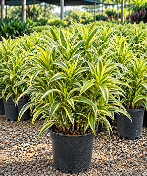 Pleomele Variegata - 40 a 80 cm