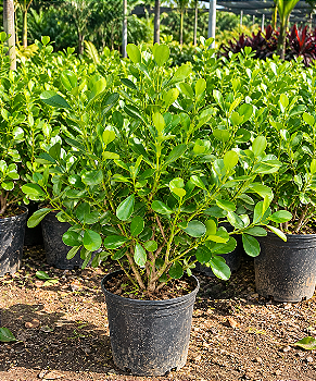 Clúsia Verde – 40 a 60 cm