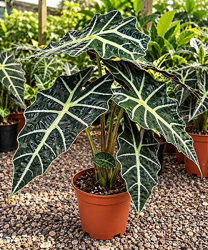 🌿 Alocasia Amazônica – Pote 17