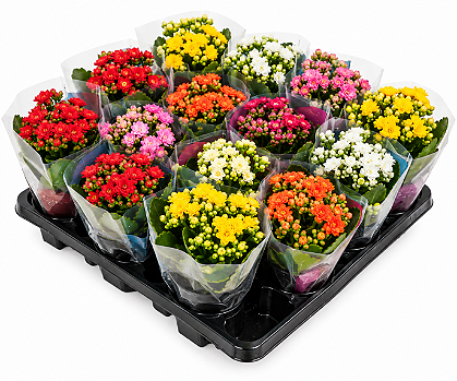 Kalanchoe – Caixa com 15 Unidades | Cores Variadas