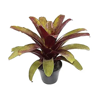 Bromélia Imperial Rubra - Pote 27