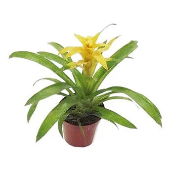 Bromélia Guzmânia Amarela - Pote 14