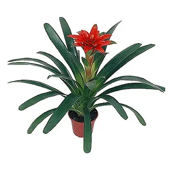 Bromélia Guzmânia Vermelha - Pote 14