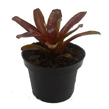 Bromélia Neoregelia Fireball - Pote 11