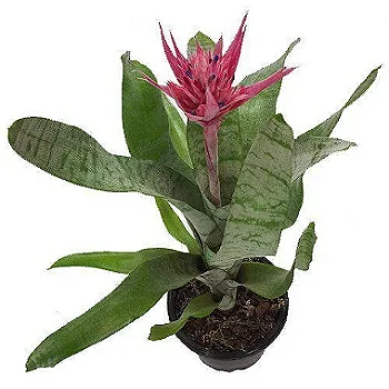 Bromélia Aequimea Rosa - Pote 17