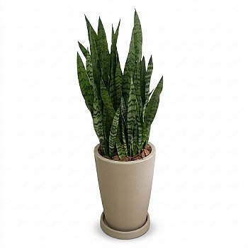 🌿 Arranjo de Espada-de-São-Jorge no Vaso de Polietileno Médio