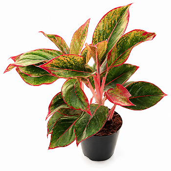 Aglaonema Creta — Pote 12