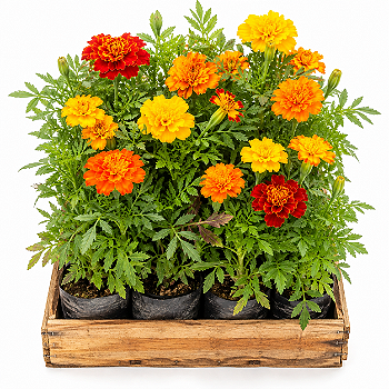 Tagetes Anão — Caixa com 15 Unidades