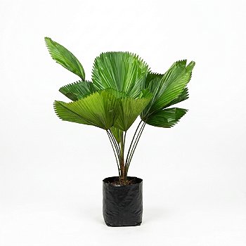 🌴 Palmeira Licuala – 1,00 a 1,20 m