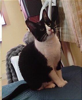 gata gorda
