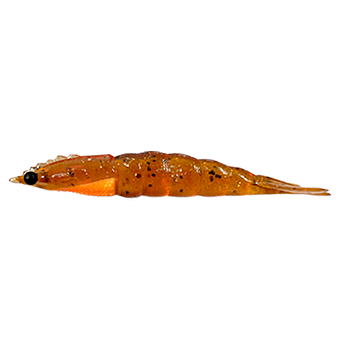 MATADEIRA NEW CAMARAO ROBALEIRO 9,8CM COR25 1UN