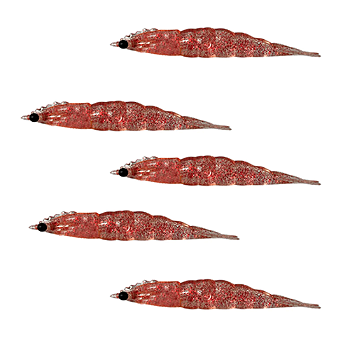 KIT MATADEIRA NEW CAMARAO ROBALEIRO 4,8CM COR29 5UN