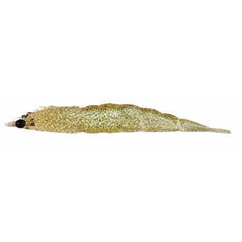 MATADEIRA NEW CAMARAO ROBALEIRO 4,8CM COR27 1UN