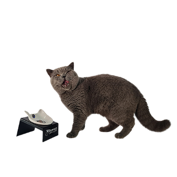 Snack Cat - Comedouro Para Gatos