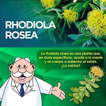 Rhodiola Rosea 500mg :  Energia, Vitalidade, Anti Stress - 90 Cápsulas