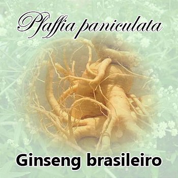 Ginseng Brasileiro : ( Pfaffia Paniculata ) 180 Cápsulas