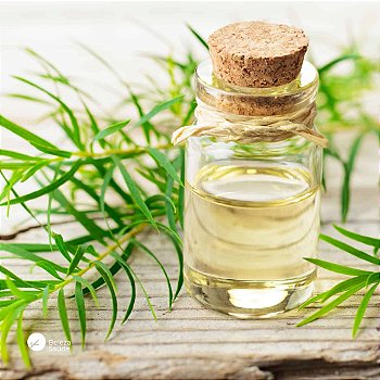 Óleo Essencial de Melaleuca : Concentrado 100% Puro para Diluição - Frasco 30ml
