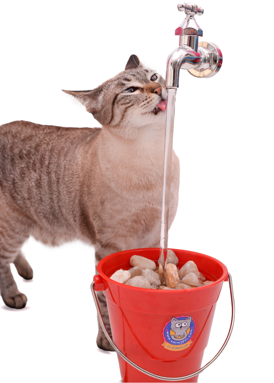 Bebedouro Fonte para Gatos - Torneira MagiCat - Zen Animal - Produtos  Naturais e Especiais para Cães e Gatos.