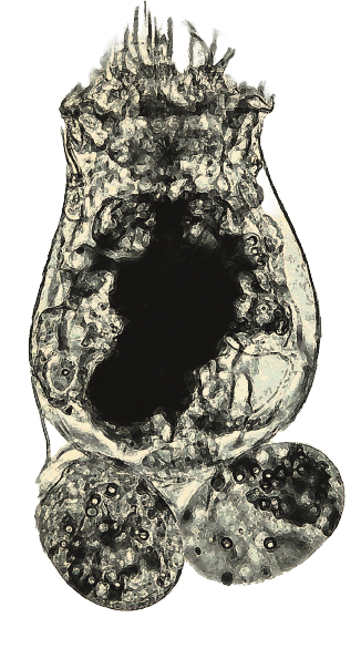 Rotíferos Brachionus Plicatilis