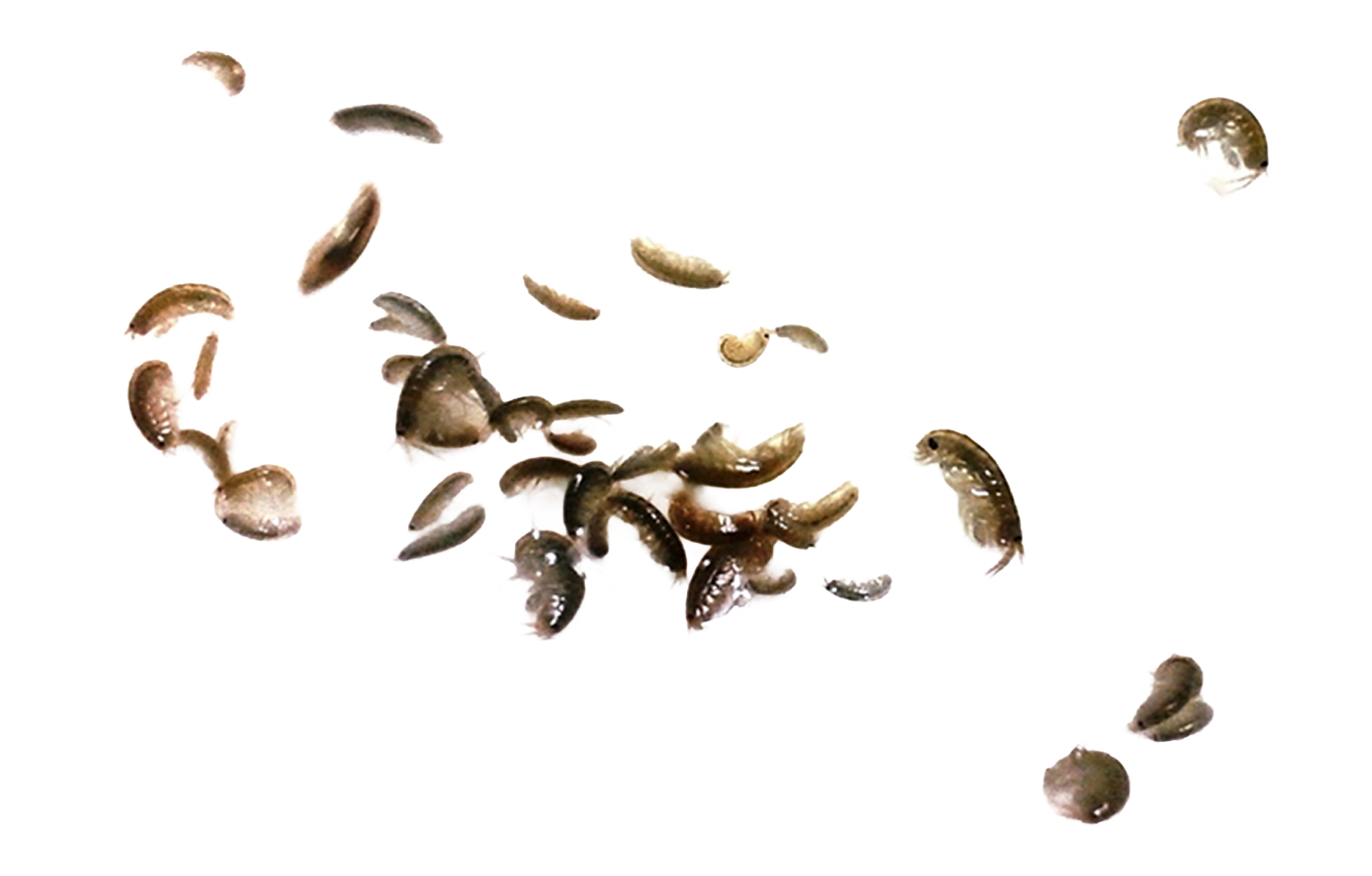 Amphipodes Vivos